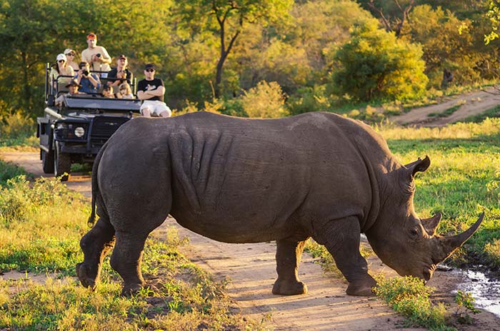 Nashorn bei Safari